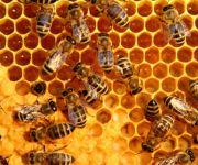 honeycomb_wide-2c4f64a3a0de4582c1f62c306d23ef63da2e2d8c-s6-c30